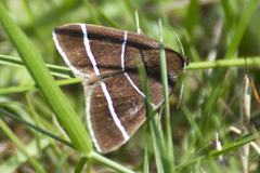 Argyrostrotis quadrifilaris