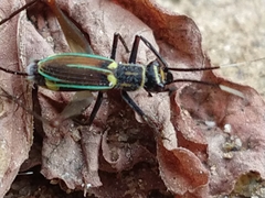 Phylloscyrtus