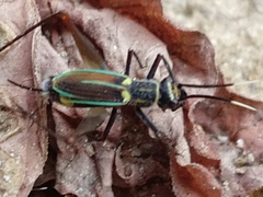 Phylloscyrtus