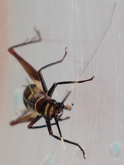 Phylloscyrtus