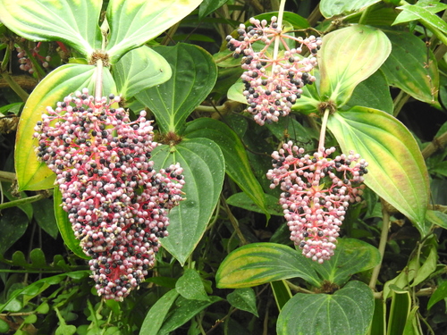 Medinilla cumingii