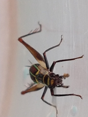 Phylloscyrtus