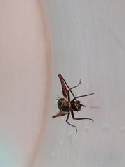 Phylloscyrtus