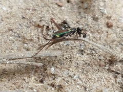 Phylloscyrtus