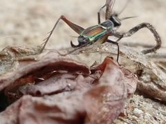 Phylloscyrtus