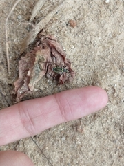 Phylloscyrtus