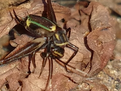 Phylloscyrtus