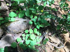 Vancouveria chrysantha