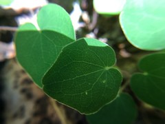 Vancouveria chrysantha