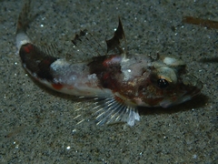 Chitonotus pugetensis