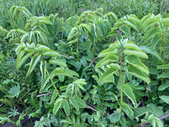 Sanguisorba stipulata