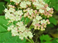 Analeptura