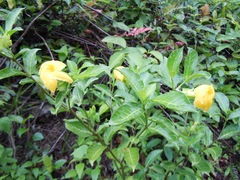 Tabernaemontana robinsonii