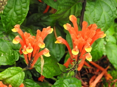 Scutellaria costaricana