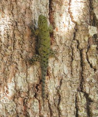 Sceloporus