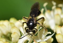 Andrena integra