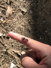 Ronisia barbarula