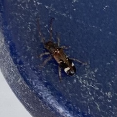 Psenocerus supernotatus