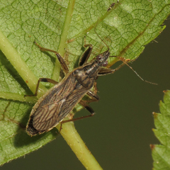 Himacerus major