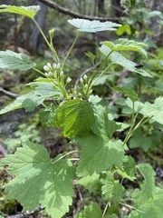 Ribes hudsonianum hudsonianum
