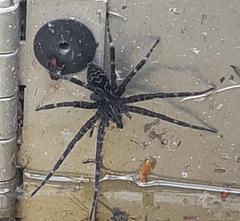 Dolomedes scriptus