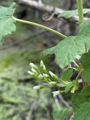 Ribes hudsonianum hudsonianum