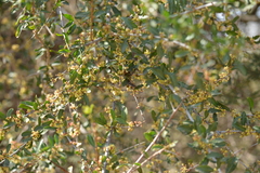 Schinus bumelioides