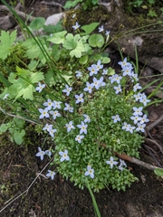 Houstonia serpyllifolia