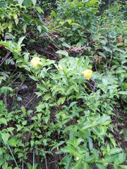 Tabernaemontana robinsonii