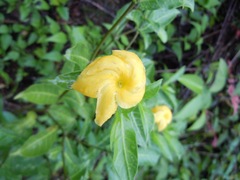 Tabernaemontana robinsonii