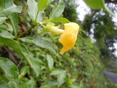 Tabernaemontana robinsonii