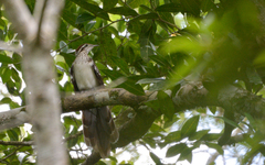 Dromococcyx phasianellus