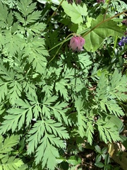 Dicentra eximia