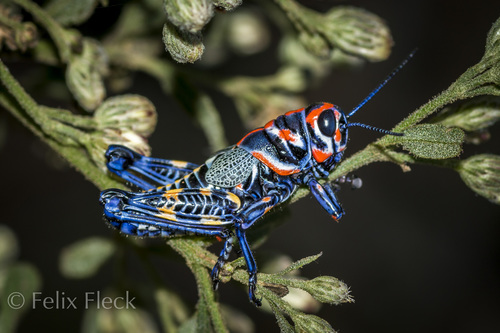 Rainbow Grasshopper