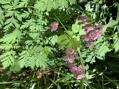 Dicentra eximia