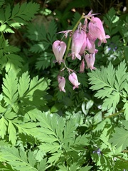 Dicentra eximia
