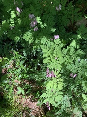 Dicentra eximia