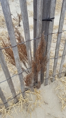 Artemisia campestris caudata