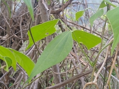 Rhynchosia longeracemosa