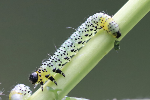 imported currantworm