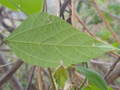 Rhynchosia longeracemosa