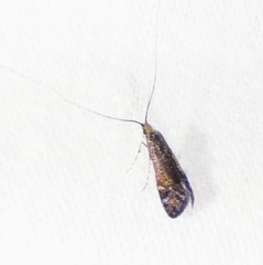 Adela caeruleella