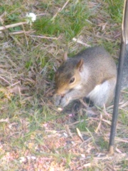 Sciurus carolinensis