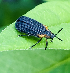 Odontota scapularis