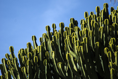 Euphorbia canariensis
