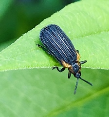 Odontota scapularis
