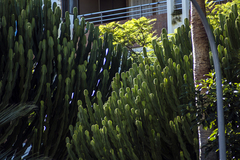 Euphorbia canariensis
