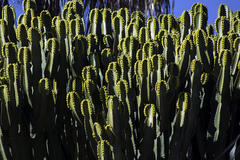 Euphorbia canariensis