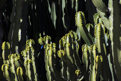 Euphorbia canariensis