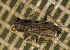 Himacerus major